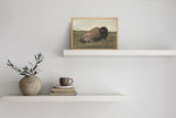 Bison Lying Down | Vintage Animal Poster | Antique Oil Painting Framed Wall Art | Rustic Decor | Cottage decor | Housewarming Gift
