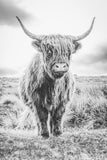 Highland Cow Print | Longhorn Print | Farm Animal Art | Cow Print | Highland Cow | Cattle Prints | Black And White Animal Print Sign