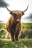 Highland Cow Print | Longhorn Print | Farm Animal Art | Cow Print | Highland Cow | Cattle Prints | Black And White Animal Print Sign